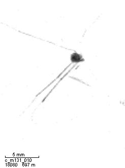 Rhizaria Bild