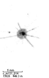 Rhizaria Bild